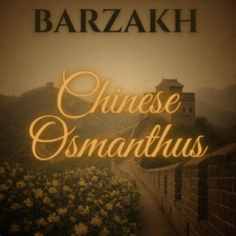 Chinese Osmanthus